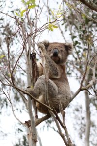 Koala in boom Australië